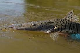 Pesca do Cachara - Rio Parauapebas